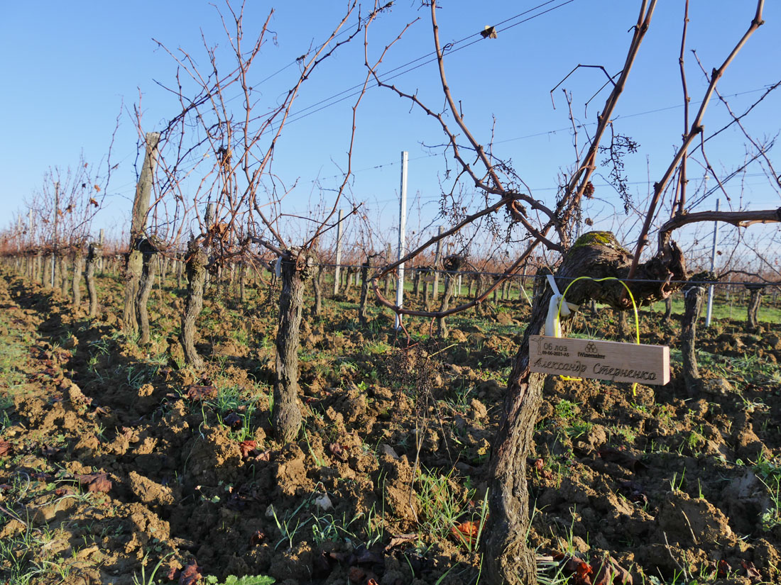 Виноградник на урожай